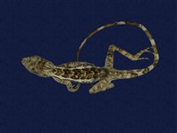 藏品(斯文豪氏攀蜥)的圖片